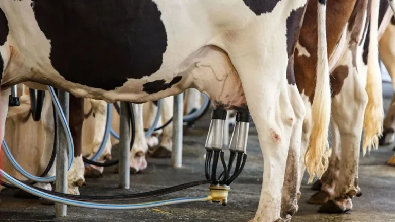 Inovação da Ufes: Emulsão Natural contra Mastite Bovina com Óleos Essenciais