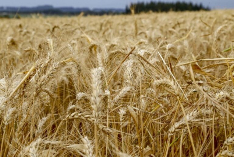 Projeção Alarmante: Safra de Trigo do Paraná Pode Encolher 12% em 2026