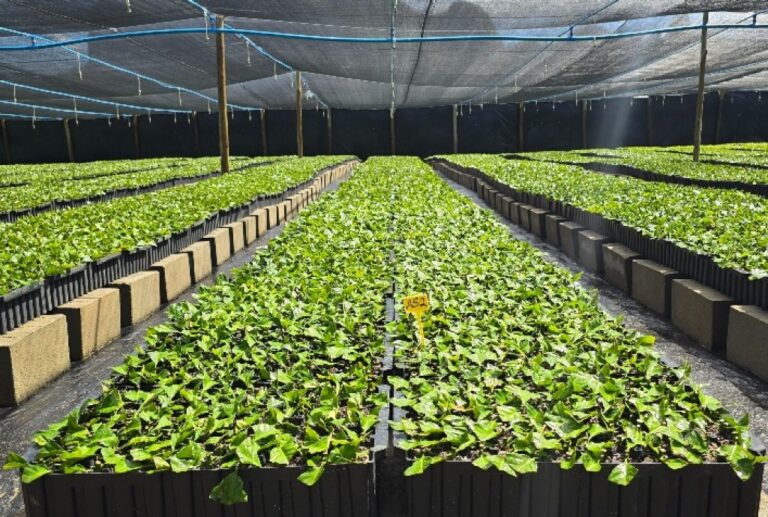 Tecnologia Capixaba Revoluciona Produção de Mudas de Café e Fortalece Cafeicultura Nacional Tecnologia Capixaba Revoluciona Produção de Mudas de Café e Fortalece Cafeicultura Nacional