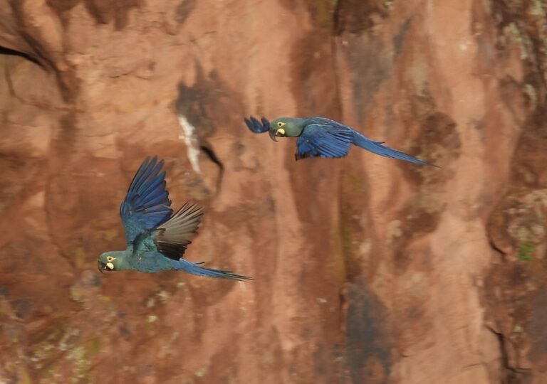 A Riqueza Ecológica do Raso da Catarina e a Luta pela Arara-Azul-de-Lear