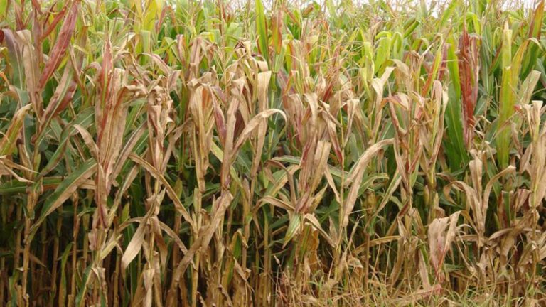 Alerta no Agronegócio: Cigarrinha-do-Milho Causa Prejuízos de US$ 25,8 Bilhões na Bahia