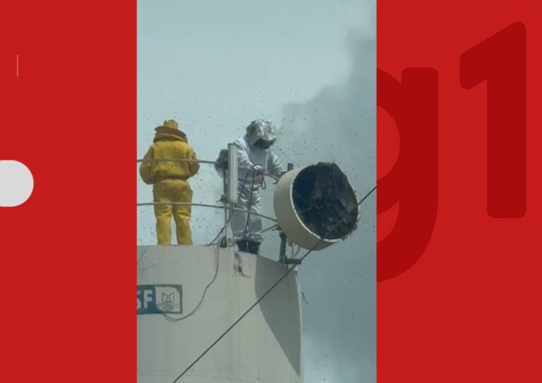 Ataque de Abelhas na Bahia: Cinco Feridos e Dois Cachorros Mortos