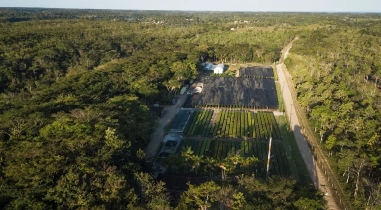 BNDES Investe R$ 26 Milhões em Projeto de Silvicultura na Bahia
