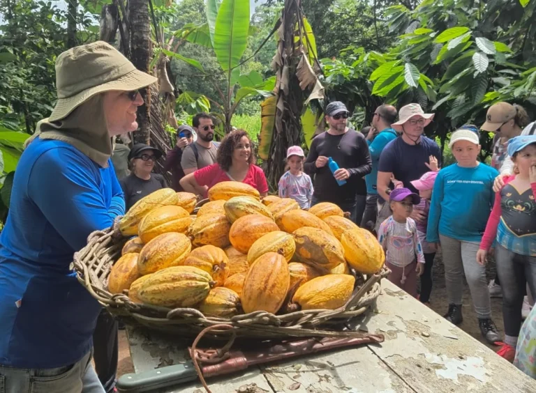 Do Cacau ao Chocolate: O Crescimento do Agronegócio na Mata Sul Pernambucana