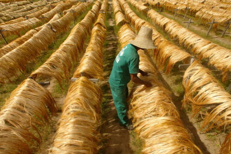 Ministro do Trabalho Revoga Autuação de Associação em Lista Suja de Trabalho Escravo na Bahia