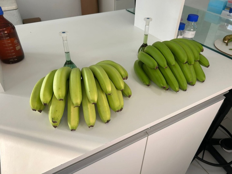 Nova Variedade de Banana em Santa Catarina Promete Atratividade Comercial Nova Variedade de Banana em Santa Catarina Promete Atratividade Comercial