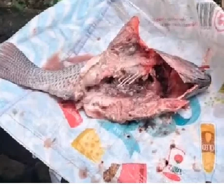 Prefeitura da Bahia Refaz Distribuição de Peixe Após Reclamações de Moradores Prefeitura da Bahia Refaz Distribuição de Peixe Após Reclamações de Moradores