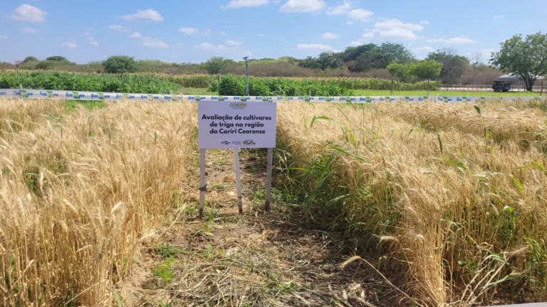 Produção de Trigo no Semiárido do Ceará: Uma Revolução em Andamento