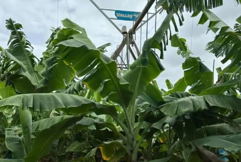 Produtividade de Banana no Oeste Baiano Chega a 32 t/ha e Supere Médias Nacionais Produtividade de Banana no Oeste Baiano Chega a 32 t/ha e Supere Médias Nacionais