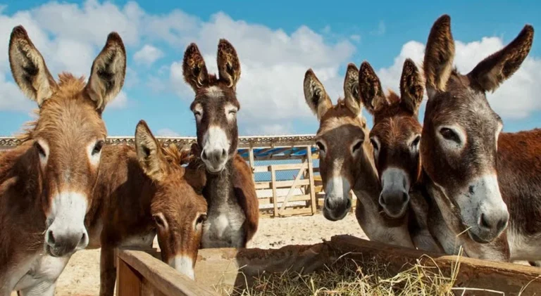 Proibição do Abate de Jumentos na Bahia: Uma Vitória para os Animais