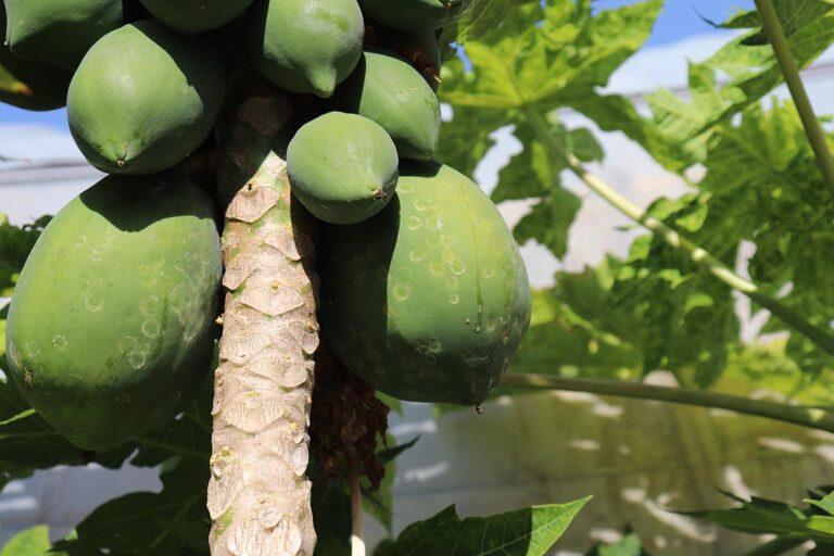 Queda nos Preços do Mamão no Espírito Santo e na Bahia: Aumento de Oferta Impacta Mercado