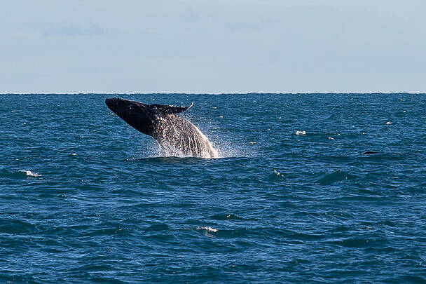 Região dos Abrolhos: Pesca e Turismo Geram R$ 1,9 Bilhão e Sustentam 100 Mil Empregos Região dos Abrolhos: Pesca e Turismo Geram R$ 1,9 Bilhão e Sustentam 100 Mil Empregos