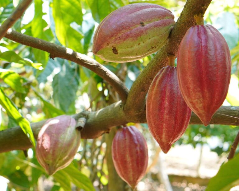 Riachão das Neves promove capacitação para prevenir praga que ameaça a produção de cacau