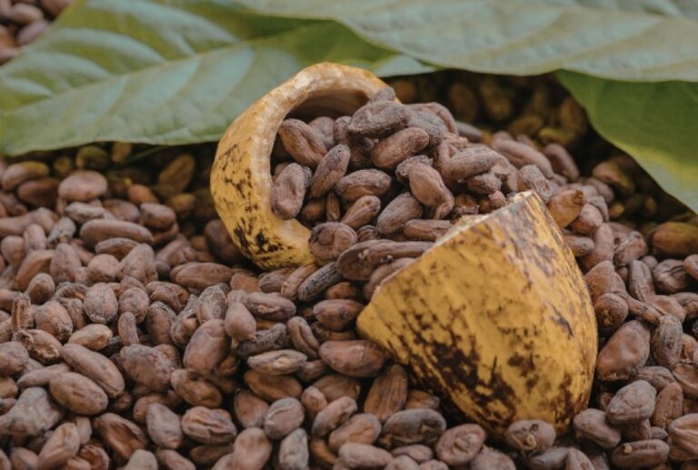 Umidade Elevada Impacta Preço do Cacau e Pode Reduzir R$ 4,73 por Arroba