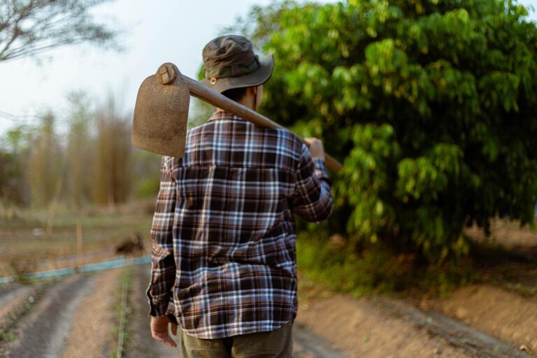 Agronegócio Brasileiro Registra Crescimento Recorde na Geração de Empregos em 2025