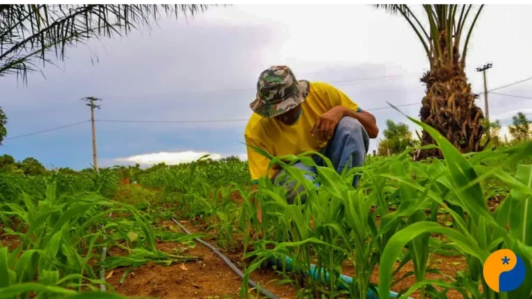 Cooperativas de Crédito Impulsionam Agronegócio em Minas Gerais com Aumento de 200% em Financiamento
