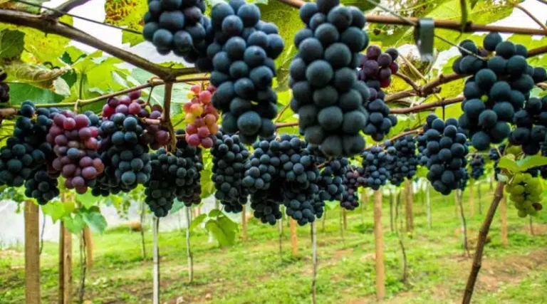 Espírito Santo Identifica Zonas Promissoras para Produção de Uvas de Inverno e Vinhos Premium