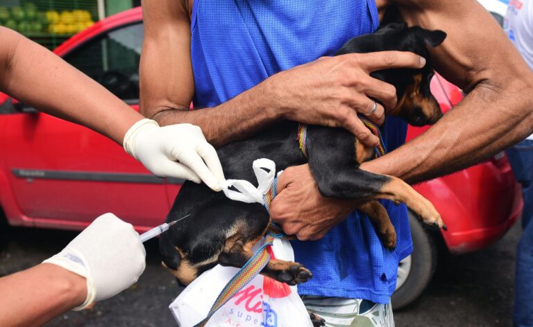 Salvador: Agendamento para Castração Gratuita de Cães e Gatos Abertos