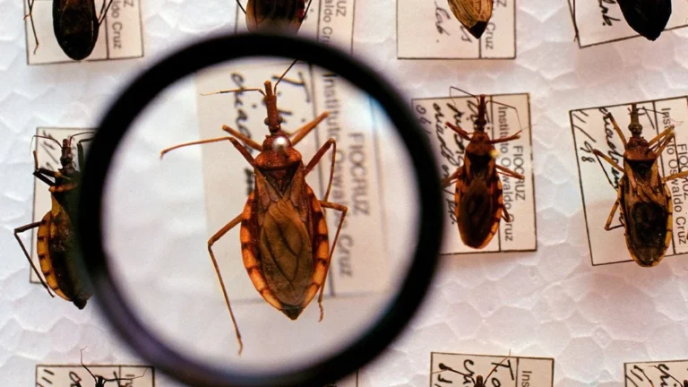 Circulação silenciosa da doença de Chagas é detectada em bairros de Salvador: estudo da Fiocruz Bahi