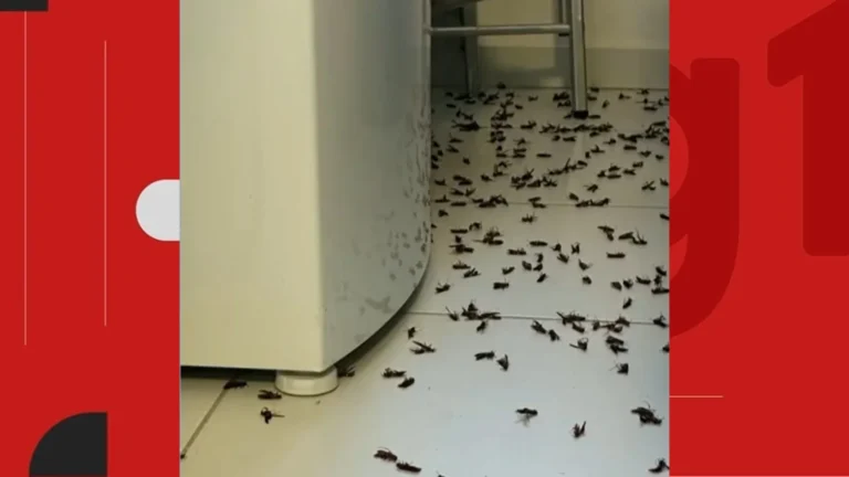 Infestação de Vespas em Vitória da Conquista: Como se Proteger e Agir em Caso de Picada