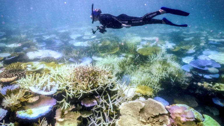 El Niño ameaça colapso da Grande Barreira de Coral, dizem especialistas El Niño ameaça colapso da Grande Barreira de Coral, dizem especialistas