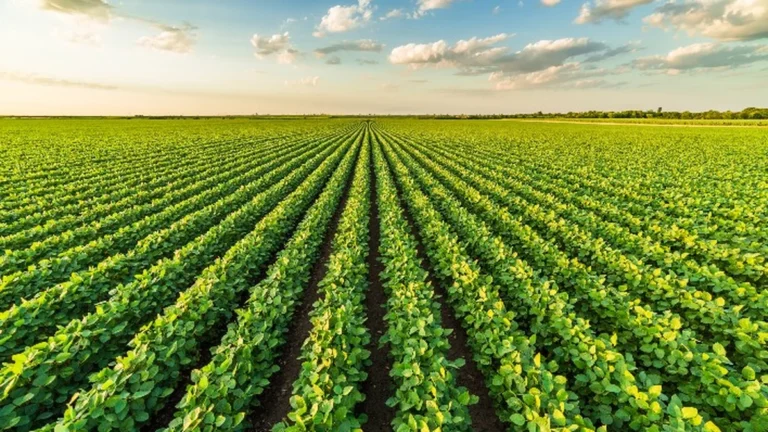 Bahia lidera expansão da soja e impulsiona crescimento agrícola no Brasil Bahia lidera expansão da soja e impulsiona crescimento agrícola no Brasil