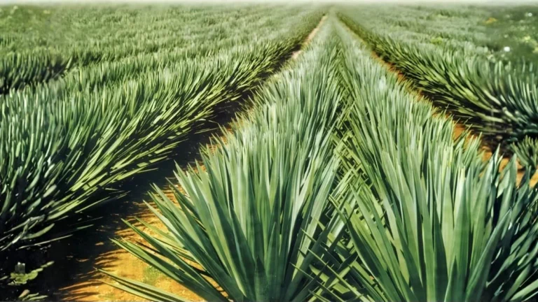 Semiárido Nordestino Impulsiona Economia Verde com Bilhões em Investimentos Semiárido Nordestino Impulsiona Economia Verde com Bilhões em Investimentos