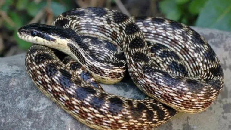 Feira de Santana lidera número de picadas de cobras na Bahia com mais de 170 mil casos